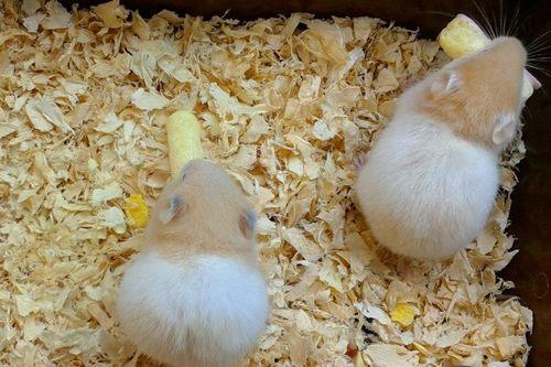 土瓜仓鼠可以吃吗视频,安全与营养的完美结合