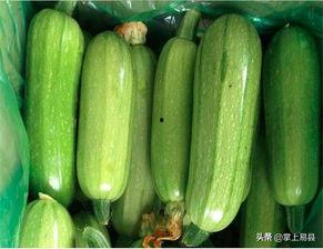 吃西葫芦瓜的视频,视频教程带你一步步掌握