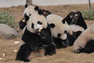 吃瓜熊猫人的视频,揭秘网络红人的趣味生活