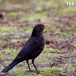 乌鸫鸟吃哈密瓜视频讲解,一场奇妙的自然美食之旅