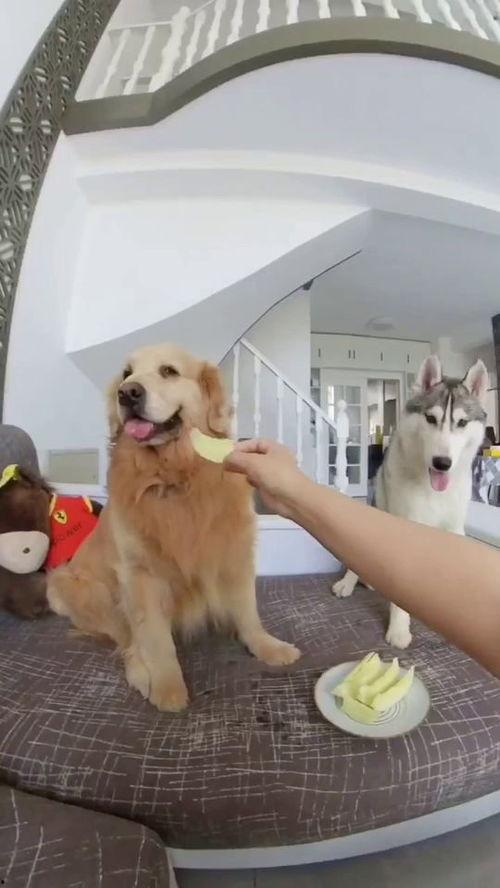 狗子与我的吃瓜视频,欢乐瞬间尽收眼底